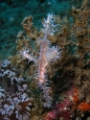 Ornate Ghostpipefish